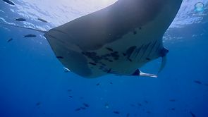 Raies Manta et Mobula Raies Manta et Mobula