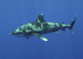 Requin Longimane Requin Longimane