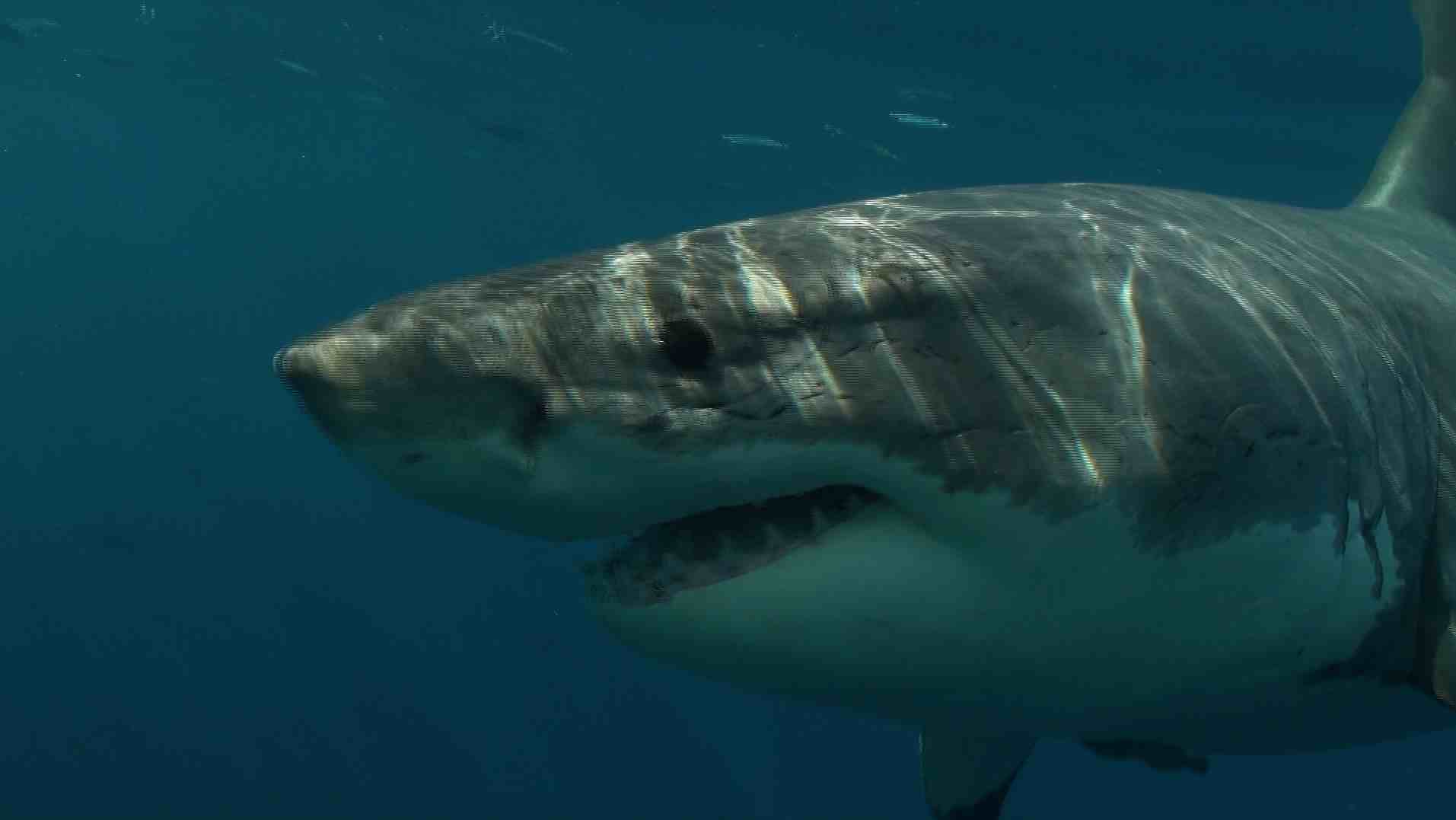 Grand Requin Blanc Grand Requin Blanc