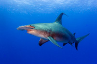 Expédition Grands Requins Marteaux Expédition Grands Requins Marteaux