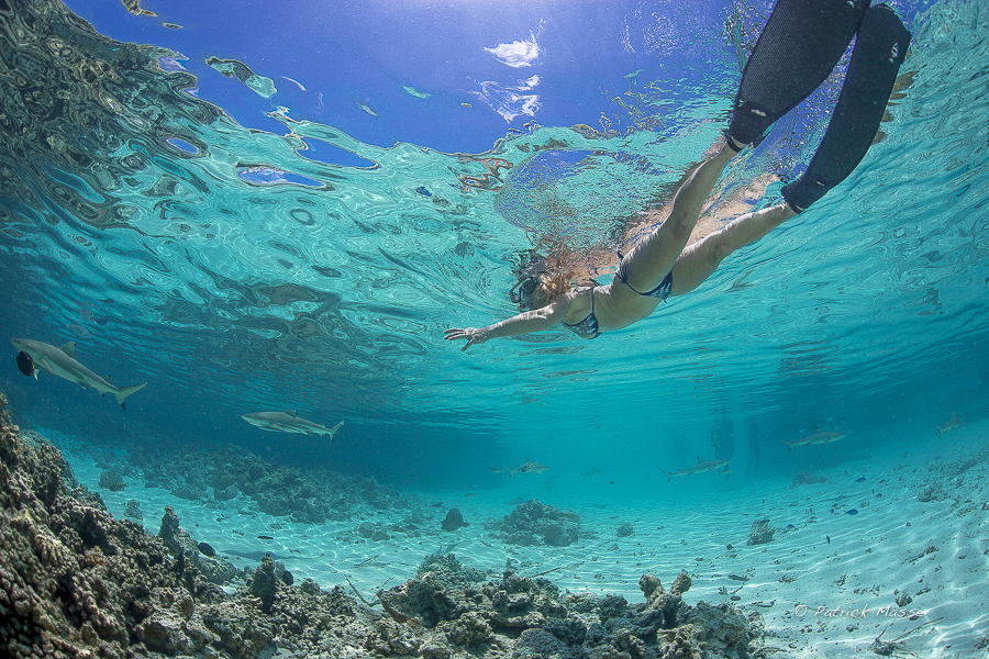 Créatures des Tuamotus