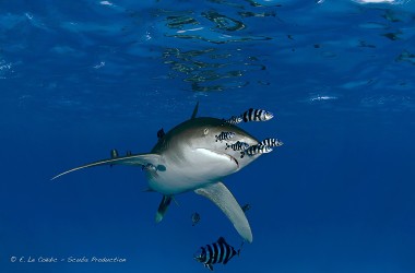 Oct. 2014 : Les requins du Triangle d'Or