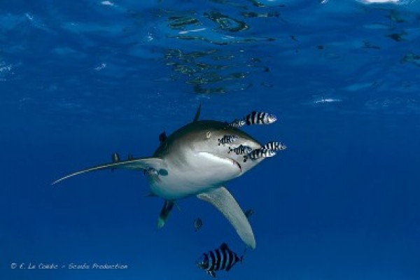 Juin 2013 : Mer Rouge, BDE