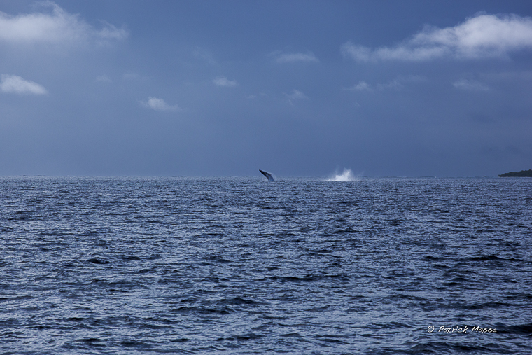 Whale breach on the horizon