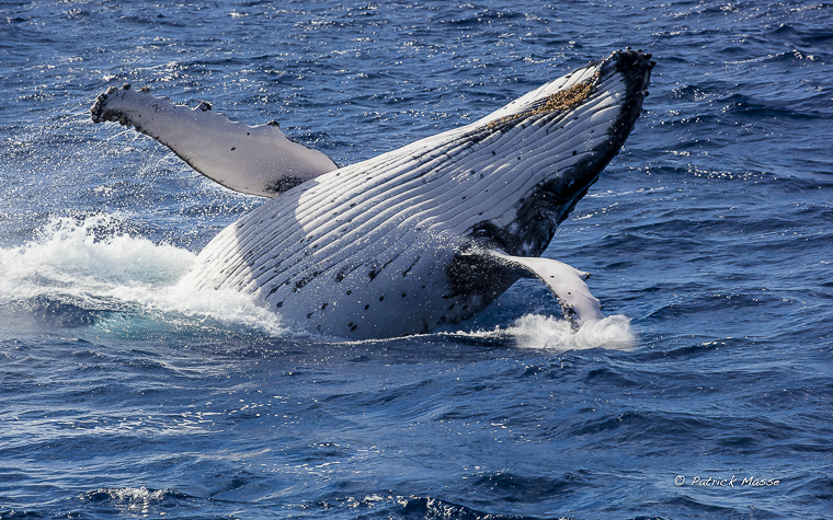 Whale breach