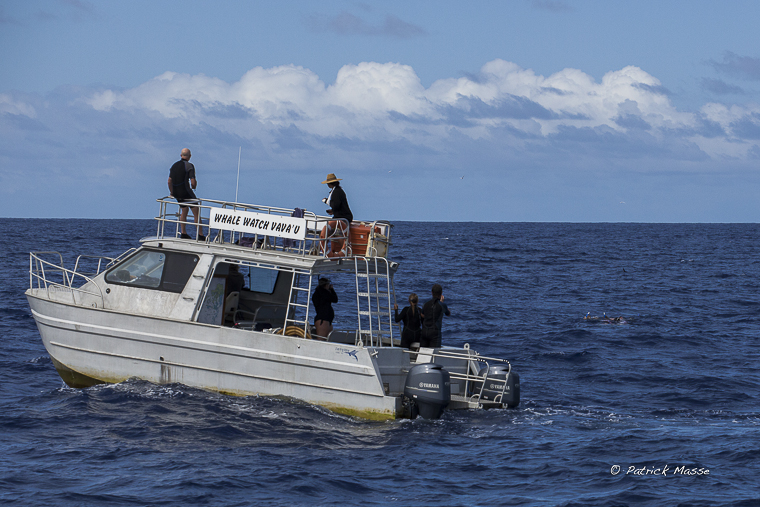 Whale Watch Vava'u