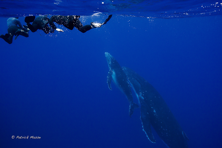 Mum and calf surfacing
