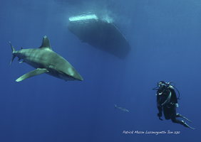 Requins de la Mer Rouge Requins de la Mer Rouge