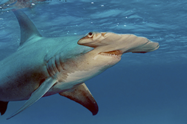 Mars 2014 : Bahamas Mars 2014 : Bahamas