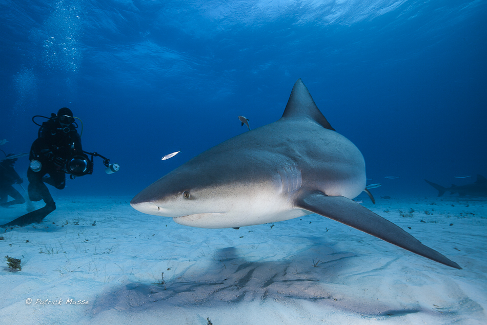 Photographe et Bull shark