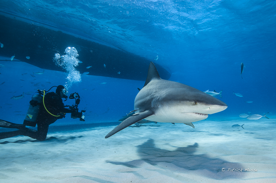 Photographe et bouledogue