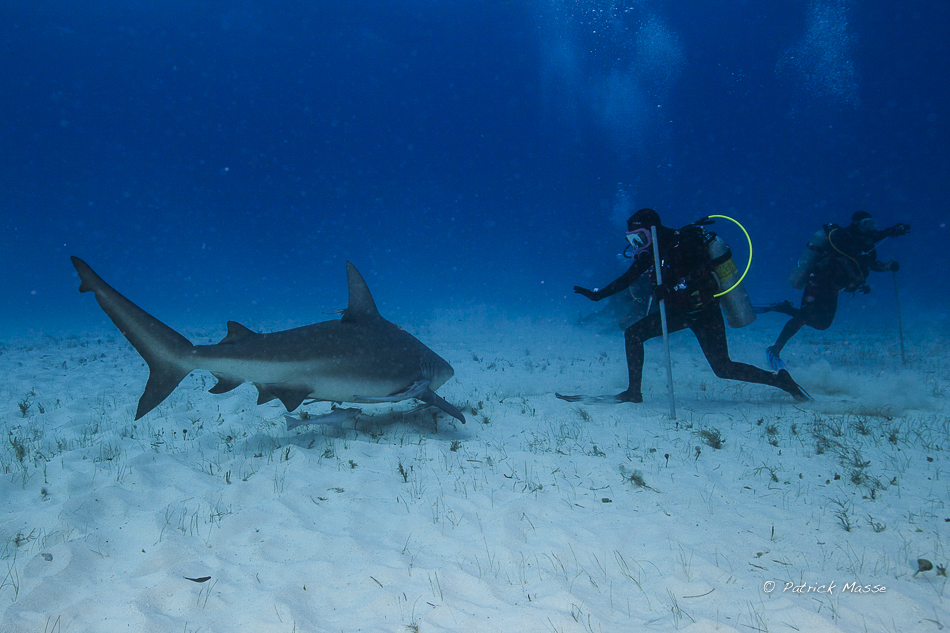Anne et le bouledogue