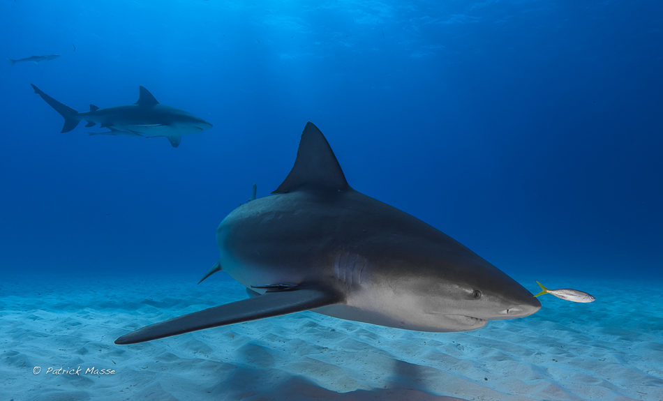 Bull shark
