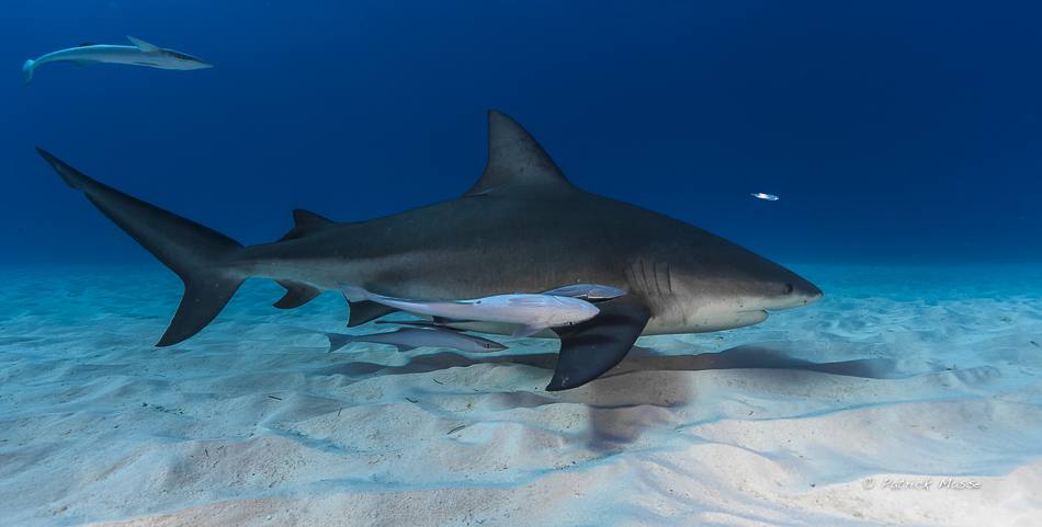 Bouledogue et rémora