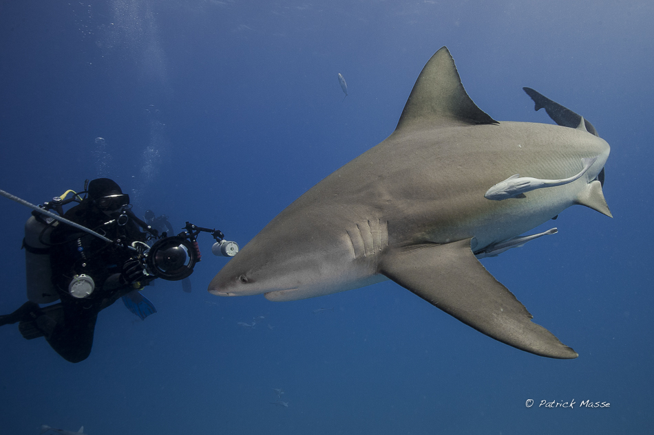 appâts derrière le bateau