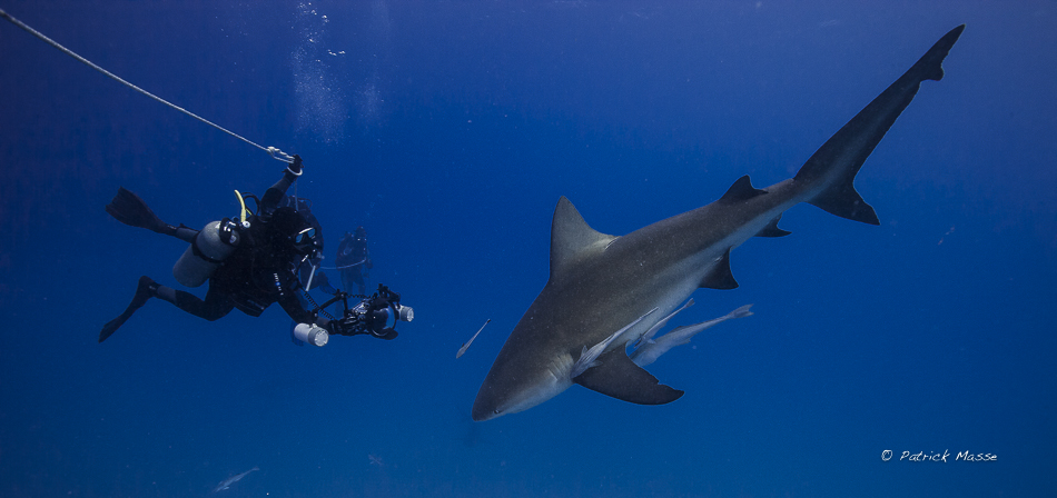 Des appâts à Bouledogue