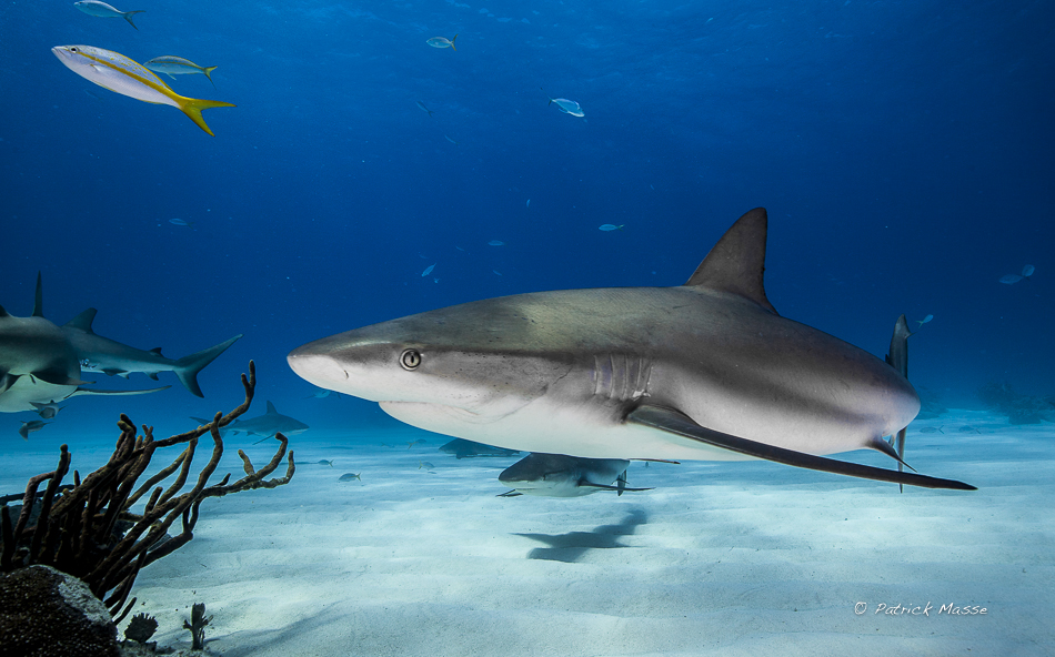 Requin gris de récif