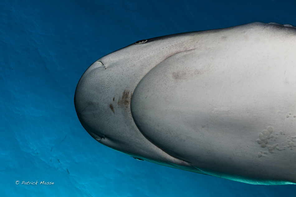 Requins gris de récif