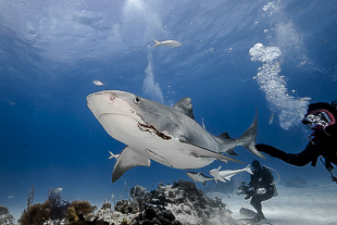 Enlèvement d'hameçon 3
