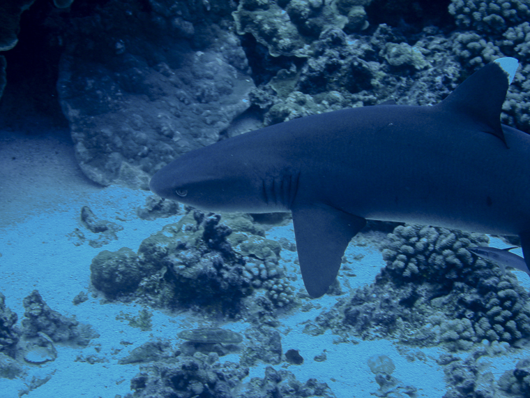 Requin corail