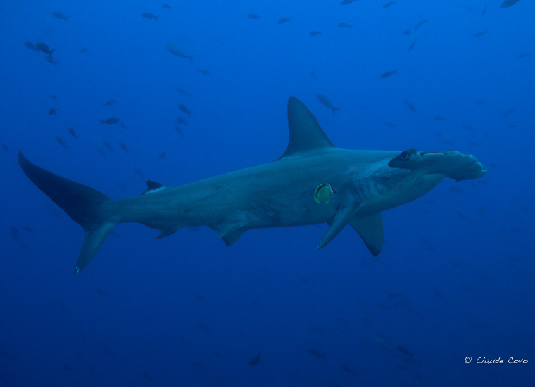 Requin marteau