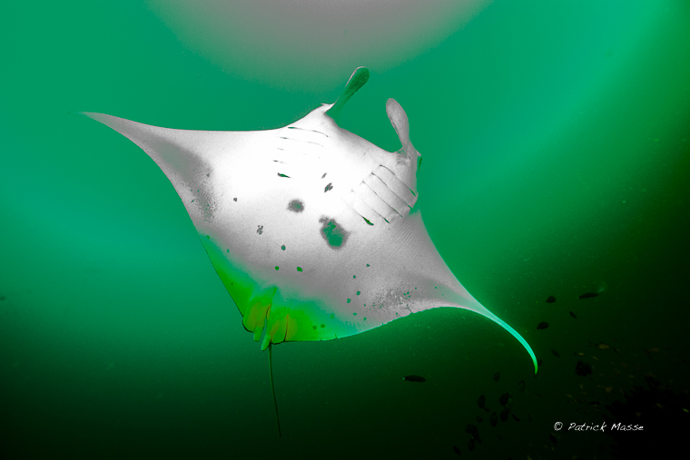 Novembre 2013 : Maldives nord 