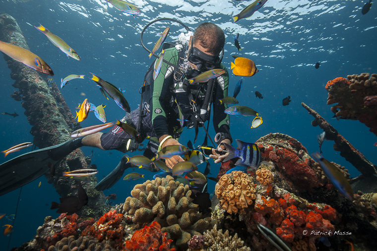 Faune récifale colorée