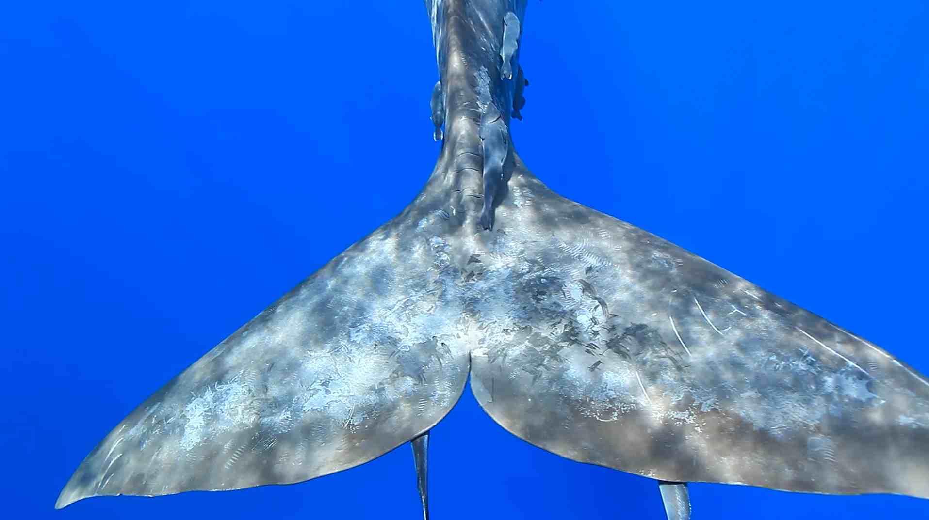 Cachalots Maurice Cachalots Maurice