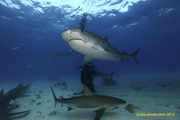Un Tigre sous le bato