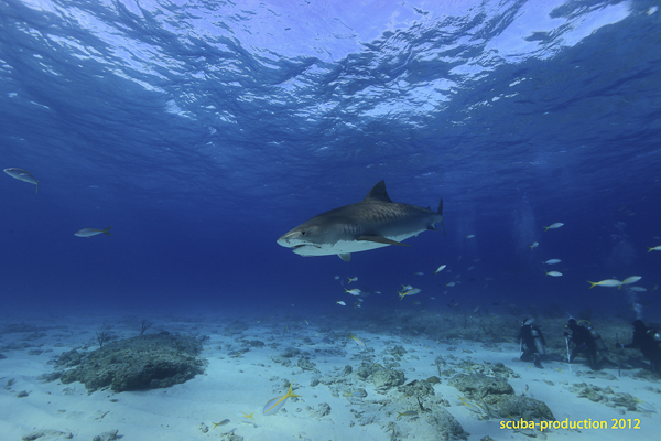 Novembre 2012 : Bahamas Novembre 2012 : Bahamas