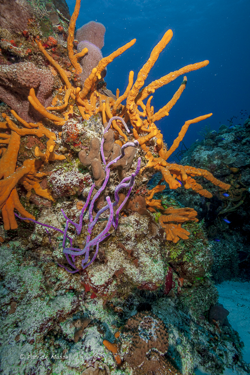 Eponges dans la réserve marine de l'île de Cozumel