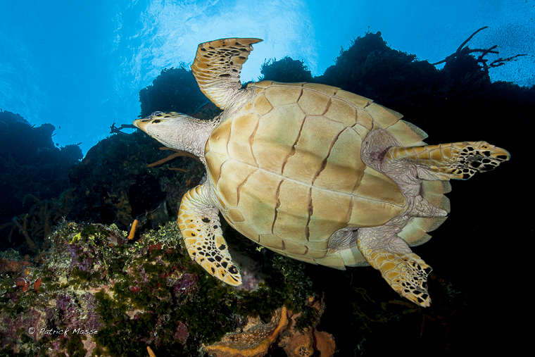 Dans la réserve marine de l'île de Cozumel