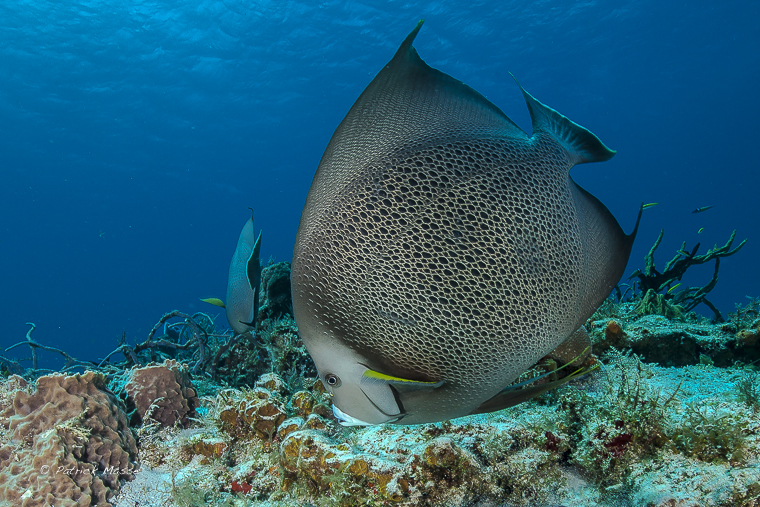 Poisson ange, dans la réserve marine de l'île de Cozumel