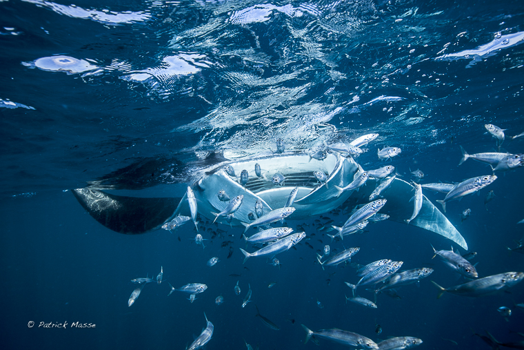 Rais Manta au large du Phare de Contoy