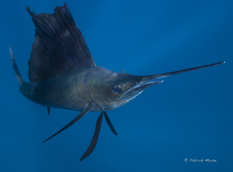 Espadon voilier au large d'Isla Mujeres