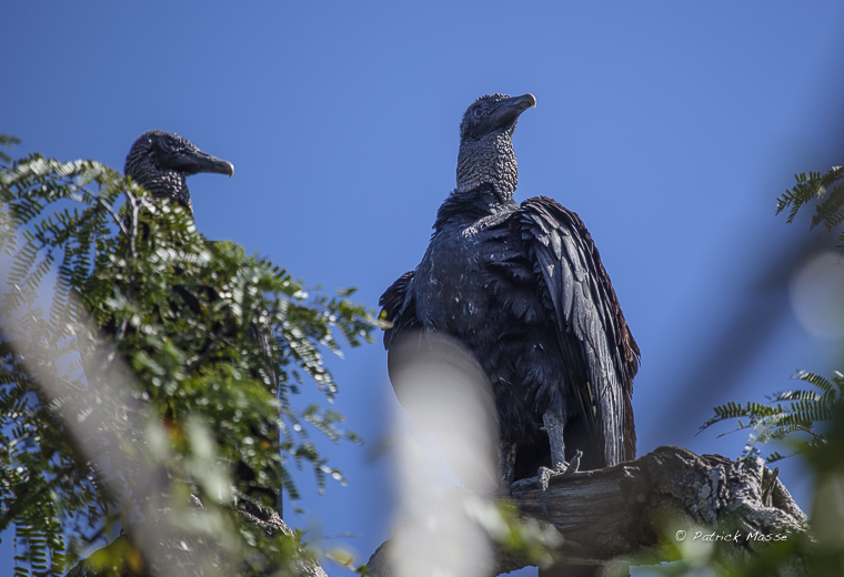 Vautours en attente de chutes...!