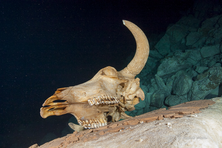 Crane de vache tombée accidentellement dans la cénote