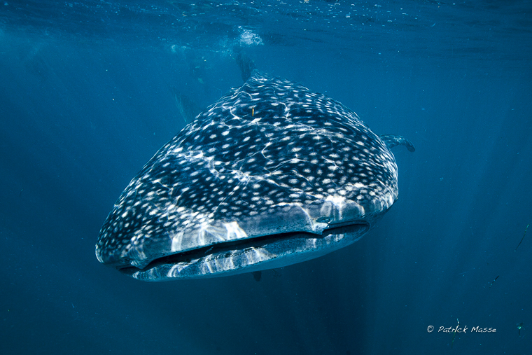 Requin baleine, le plus grand poisson au monde