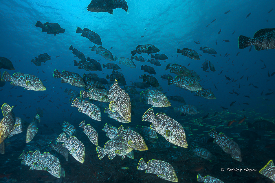 Des mérous cuirs font la queue à la 