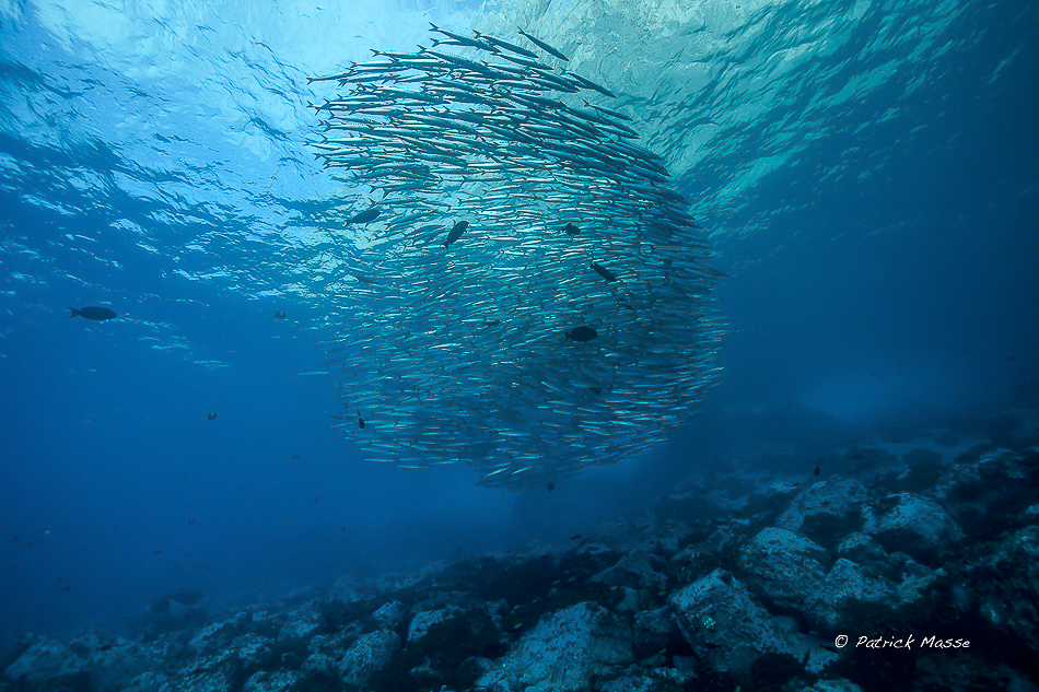 Un banc de barracudas évolue près de la surface