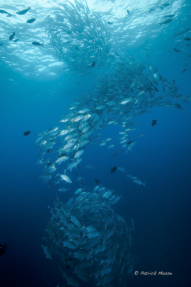 Un grand rassemblement de Carangues gros-yeux