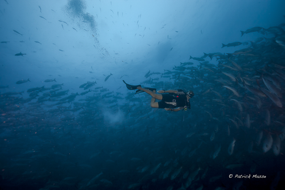 Des centaines de milliers de Vivaneaux radis