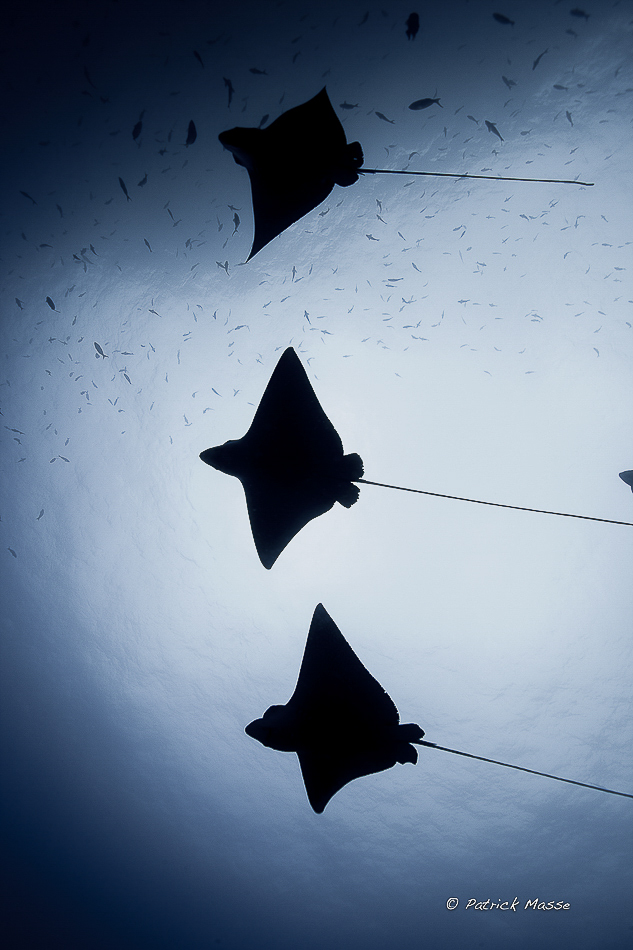 Une escadrille de raies aigles