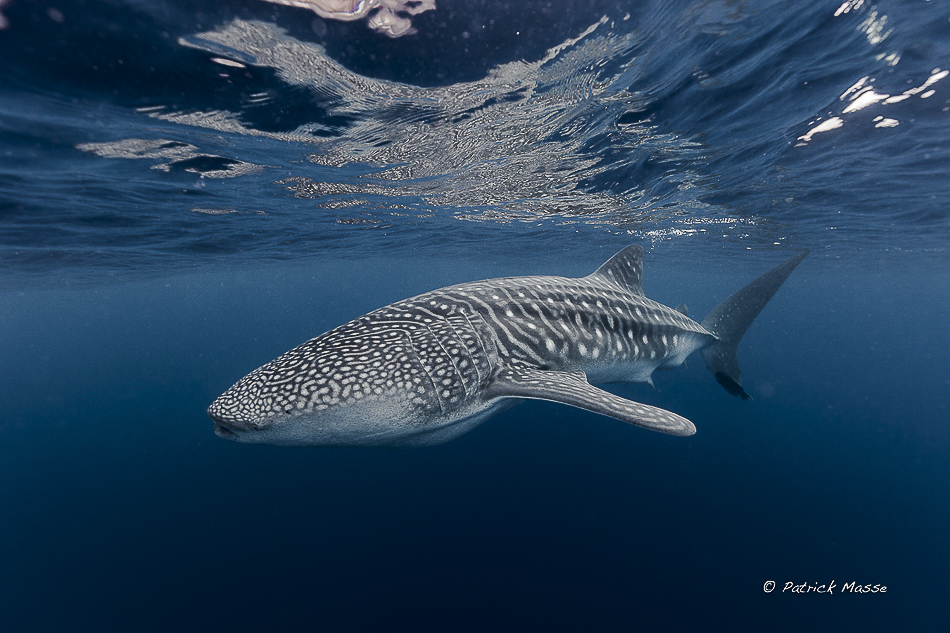 A Malpelo, les requins baleines sont curieux et familiers