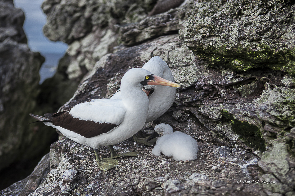 Un couple de Fous de Grant (Sula granti)