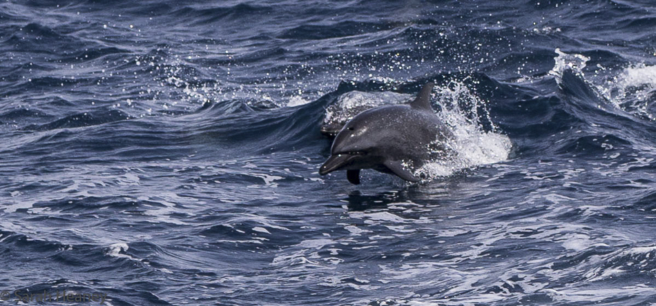During the crossing from Coïba to Malpelo