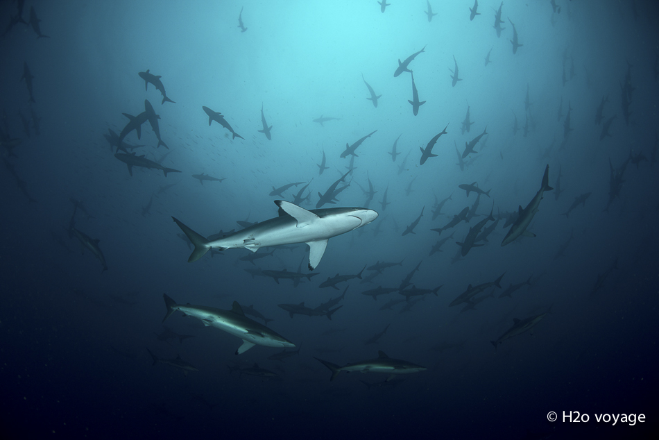 Les soyeux arrivent avec la saison des pluies