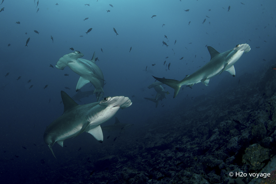 Les fameux requins marteaux de Malpelo étaient au rendez-vous