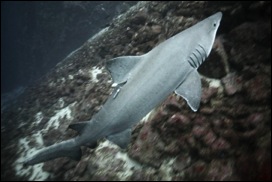 le « Requin féroce » (Odontaspis ferox).