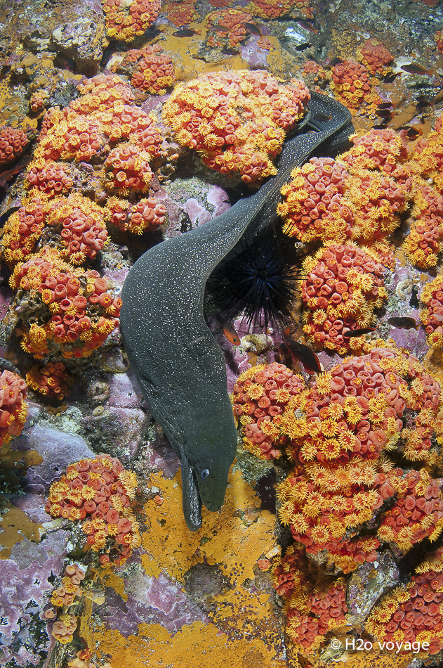 Des murènes en plaine eau, une spécialité de Malpelo
